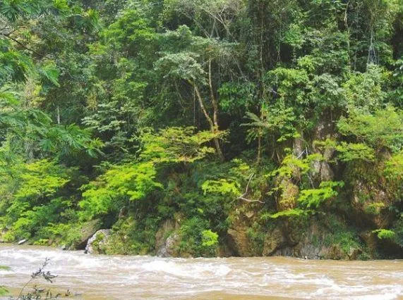 Zdjęcie Plantas que crecen cerca del río: descubre su belleza y utilidad