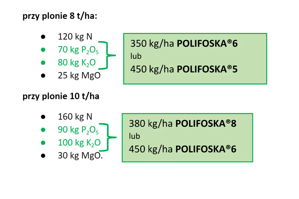 Zdjęcie Jaki nawóz pod korzeń pszenicy zapewni najlepsze plony i zdrowie roślin?