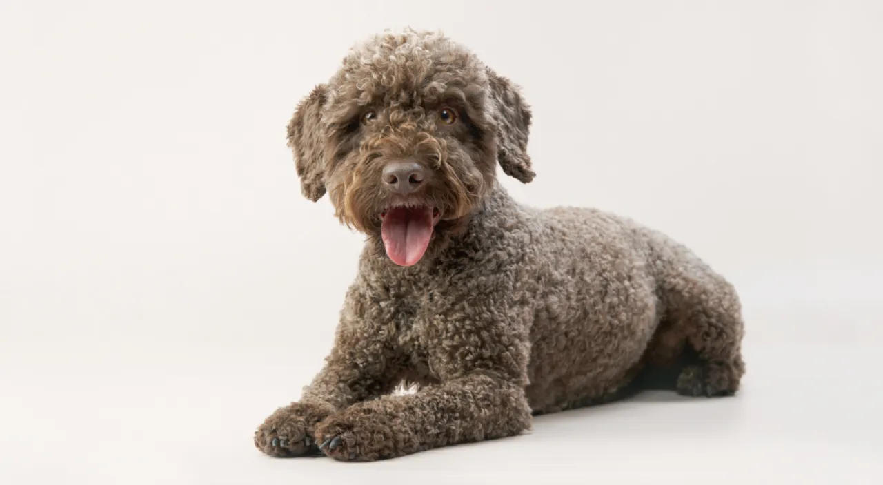 Zdjęcie Lagotto Romagnolo: Sierść czy włos? Odkryj kluczowe różnice