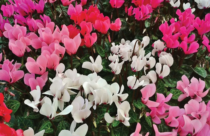 Zdjęcie Las mejores flores que plantar en septiembre para un jardín hermoso
