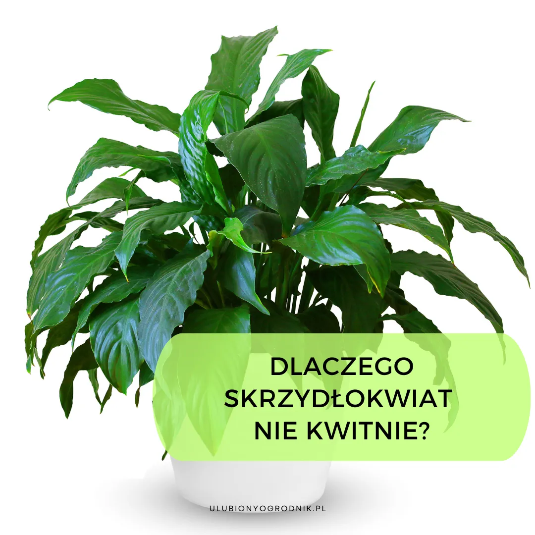 Zdjęcie Dlaczego miskant nie kwitnie? Odkryj przyczyny i rozwiązania