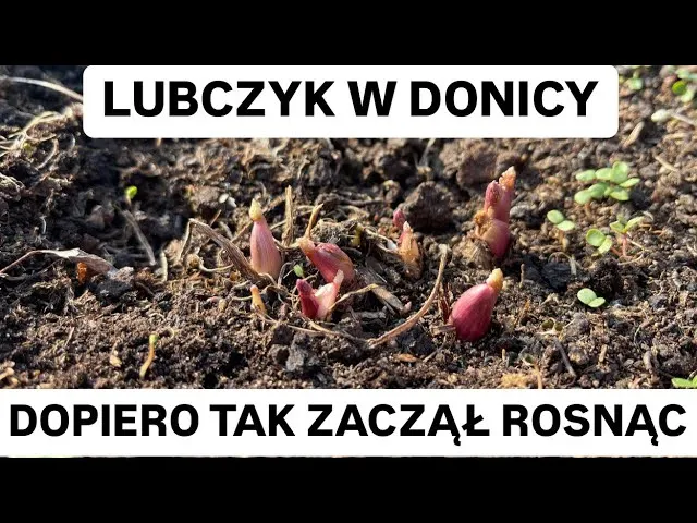 Zdjęcie Kiedy siać lubczyk w doniczce, aby uzyskać zdrowe rośliny?