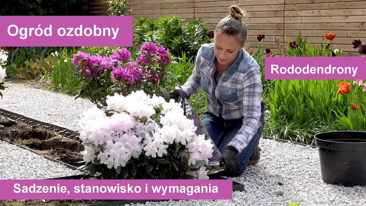 Zdjęcie Jak prawidłowo posadzić rododendrona, aby uniknąć problemów z wzrostem