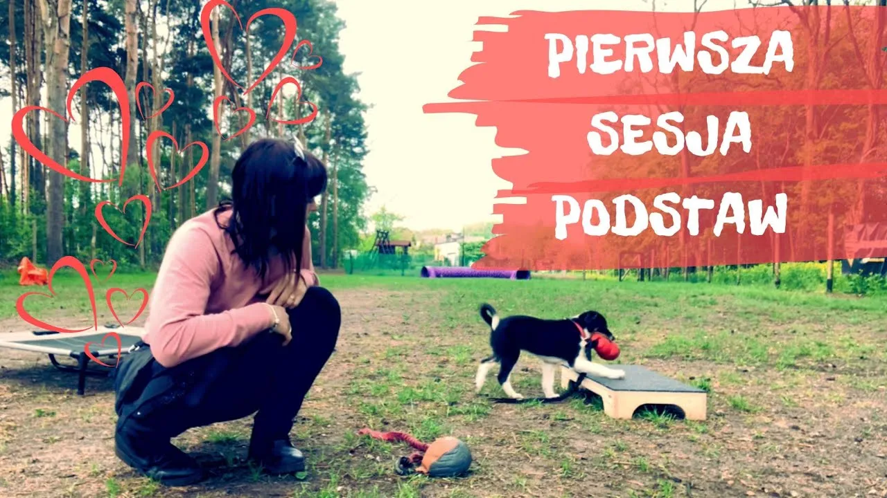 Zdjęcie Jak wytresować border collie: skuteczne metody na idealnego psa