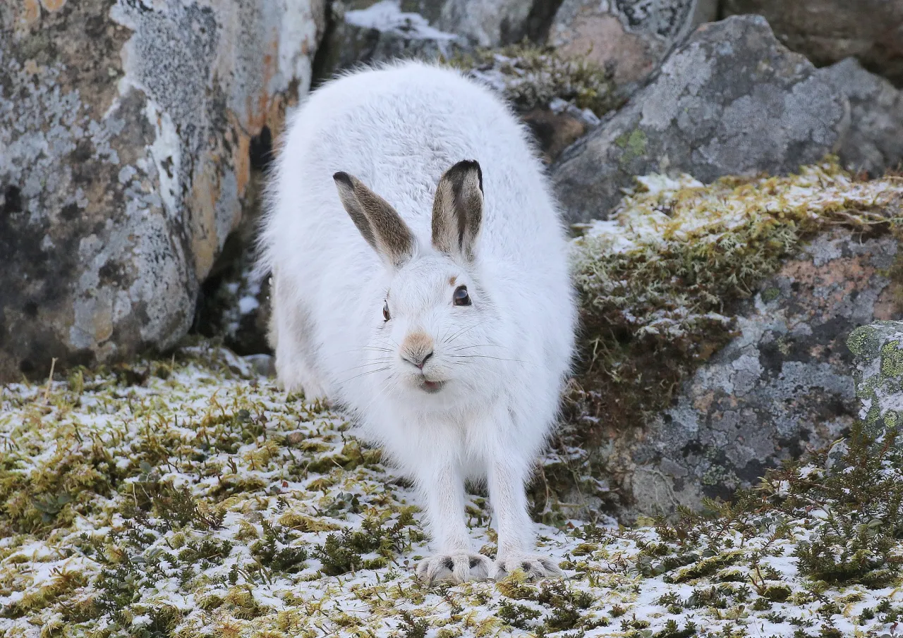 Zdjęcie Czy królik jest gryzoniem? Odkryj zaskakujące różnice w klasyfikacji