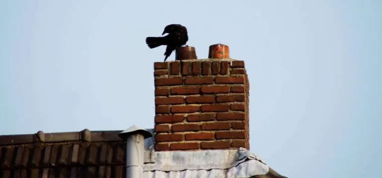 Zdjęcie Skuteczne sposoby na zabezpieczenie komina przed ptakami