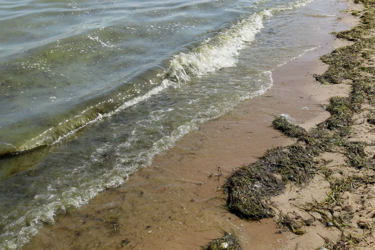 Zdjęcie Gdzie sinice w Bałtyku? Sprawdź, gdzie kąpiel jest niebezpieczna
