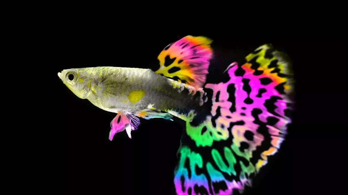 Zdjęcie Rybki które nie potrzebują filtra i grzałki – łatwe w hodowli opcje