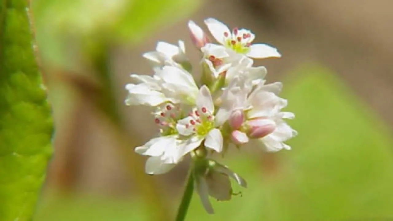 Zdjęcie Kwitnienie gryki: kiedy, jak długo i dlaczego jest kluczowe?