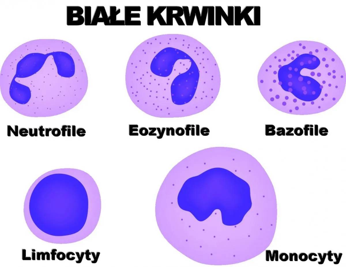 Zdjęcie Podwyższony poziom monocytów u dziecka: co powinien wiedzieć każdy rodzic?