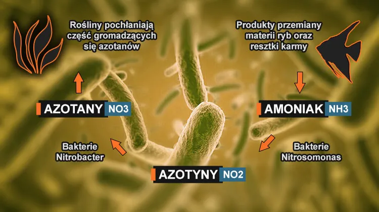 Zdjęcie Jak skutecznie obniżyć NO2 w akwarium - 5 sprawdzonych sposobów