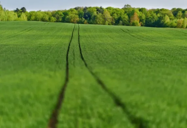 Zdjęcie Ile nawozu na hektar pszenżyta? Kluczowe informacje dla rolników