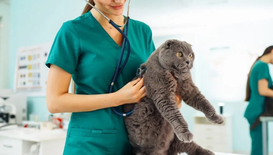 Zdjęcie Clinica veterinaria Los Tarahales: servicios, ubicación y opiniones reales