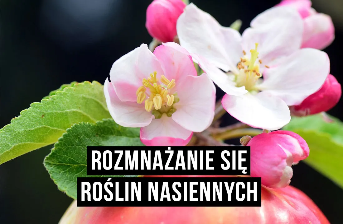 Zdjęcie Jak rozmnażają się rośliny nasienne? Odkryj sekrety ich cyklu życia