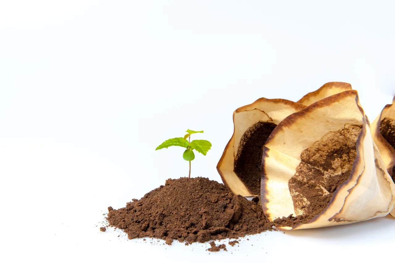 Zdjęcie Fusy z kawy do jakich roślin? Odkryj najkorzystniejsze zastosowania