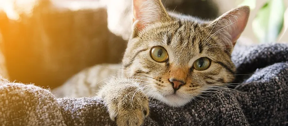 Zdjęcie Was kostet eine Katze? Die versteckten Kosten der Katzenhaltung verstehen