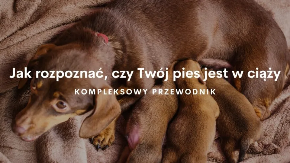 Zdjęcie Jak rozpoznać ciążę u psa? 9 nieomylnych oznak do obserwacji