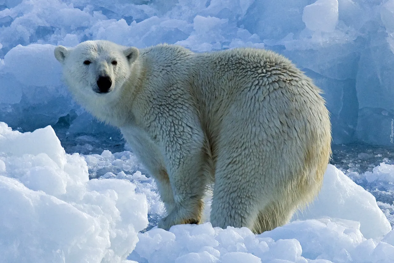 Zdjęcie Niedźwiedź polarny czym się żywi: tajemnice diety i polowań
