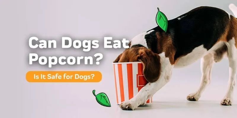 Zdjęcie Czy pies może jeść popcorn? Sprawdź, co musisz wiedzieć o zdrowiu psa
