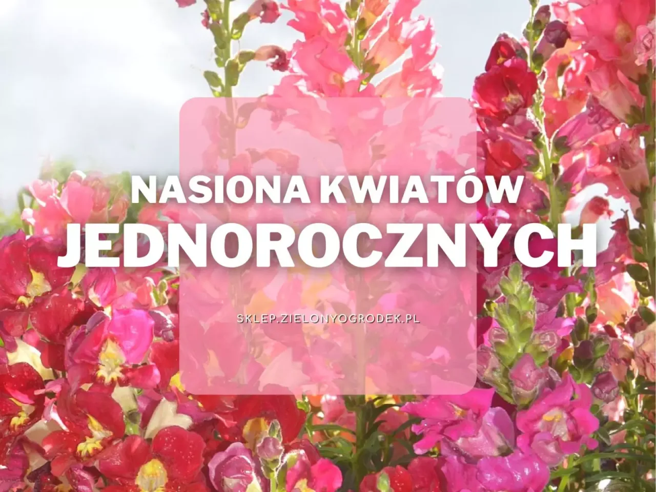 Zdjęcie Nasiona kwiatów jednorocznych: jak wybrać i uprawiać z sukcesem