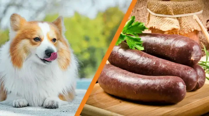 Zdjęcie Czy pies może jeść kaszankę? Dowiedz się, co może mu zaszkodzić