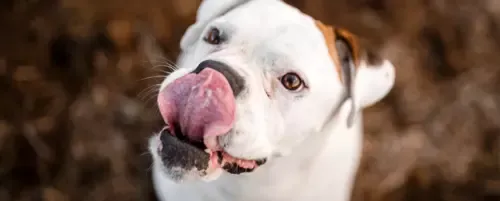 Zdjęcie Czy pies może jeść brzoskwinie? Sprawdź, co musisz wiedzieć!