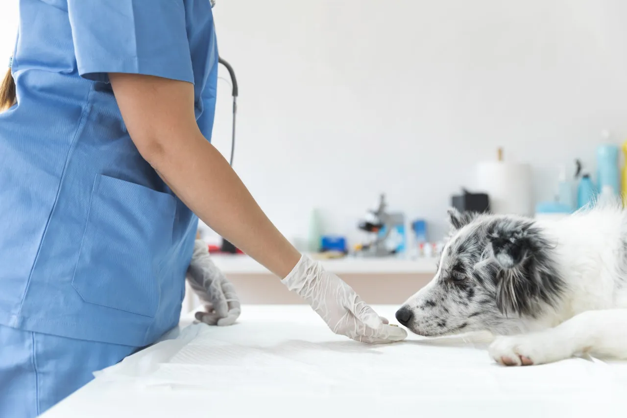 Zdjęcie Ile trwa cieczka u golden retrievera? Poznaj kluczowe informacje