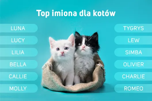 Zdjęcie Jakie imię dla kotki? Odkryj wyjątkowe propozycje i inspiracje