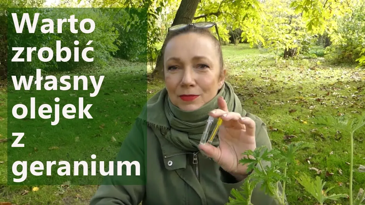 Zdjęcie Jak zrobić samemu olejek z geranium w prosty i tani sposób