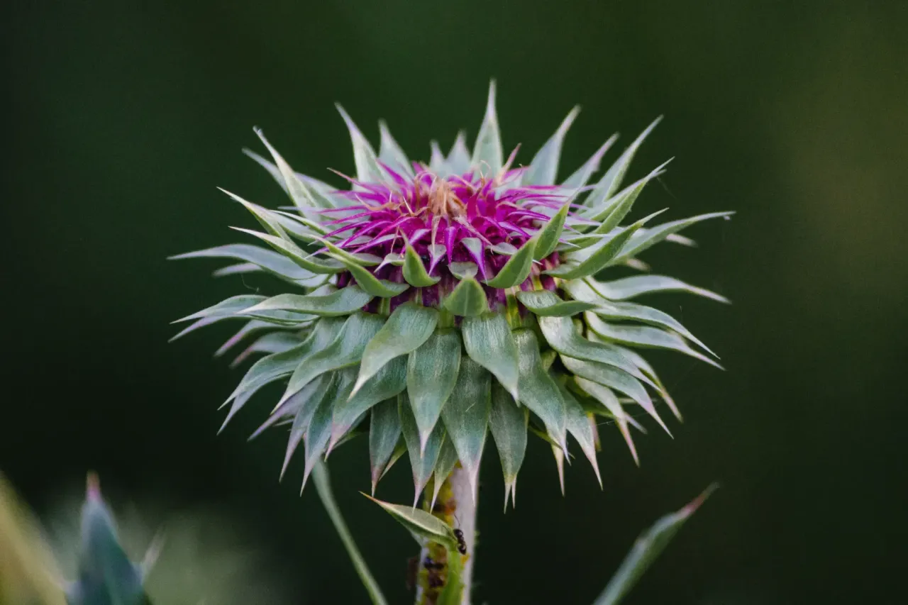 Zdjęcie Jak zażywać ostropest plamisty, aby uniknąć skutków ubocznych?