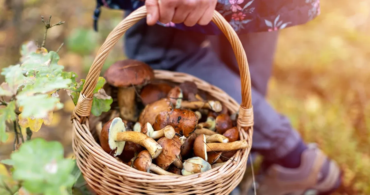 Zdjęcie Kiedy jest sezon na grzyby kurki? Odkryj najlepszy czas na zbieranie