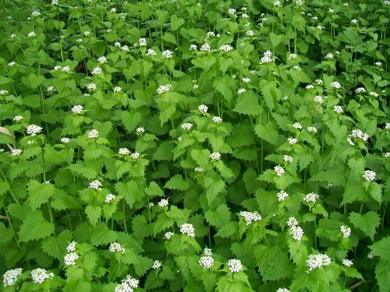 Zdjęcie Trujące chwasty z białymi kwiatami: Jak rozpoznać i co robić?