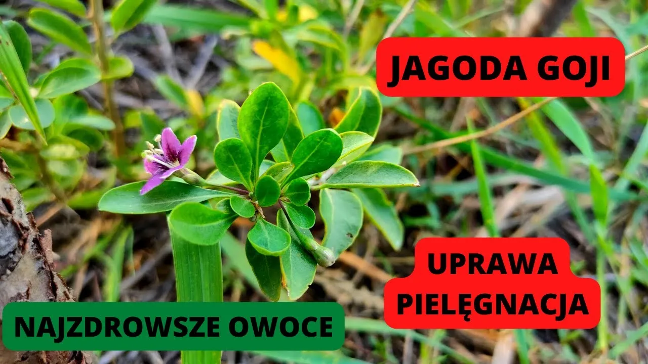 Zdjęcie Jak sadzić jagody goji - proste kroki do udanej uprawy