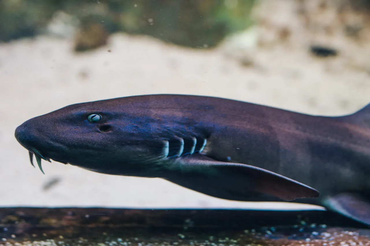 Zdjęcie Rekiny w oceanarium Gdynia - co warto zobaczyć i doświadczyć