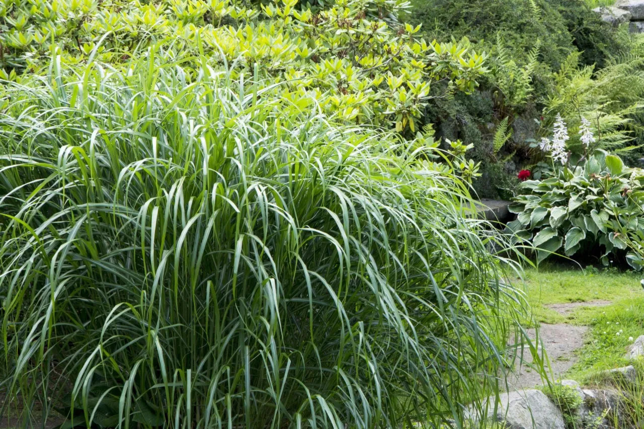 Zdjęcie Kiedy sadzić trawy ozdobne, aby uniknąć błędów w ogrodzie?