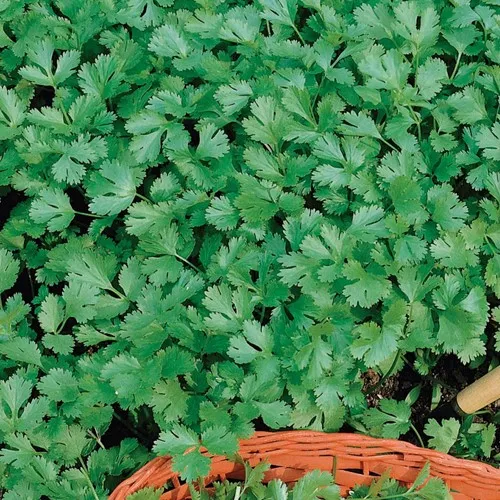 Zdjęcie Czy kolendra jest wieloletnia? Odkryj jej cykl życia i uprawę