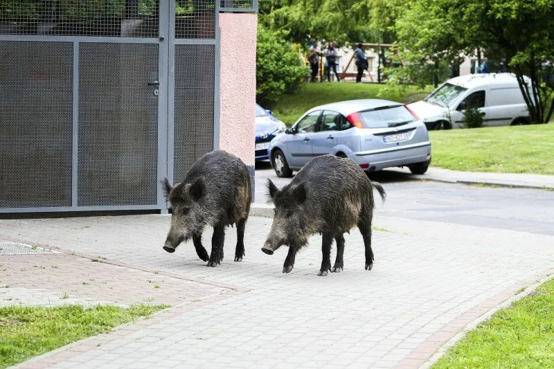 Zdjęcie Co robić, gdy dziki na osiedlu stają się zagrożeniem?