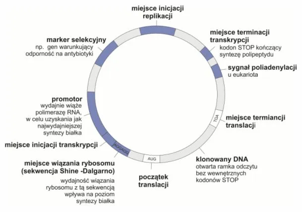 Zdjęcie Co to jest wektor w biologii i jak wpływa na inżynierię genetyczną