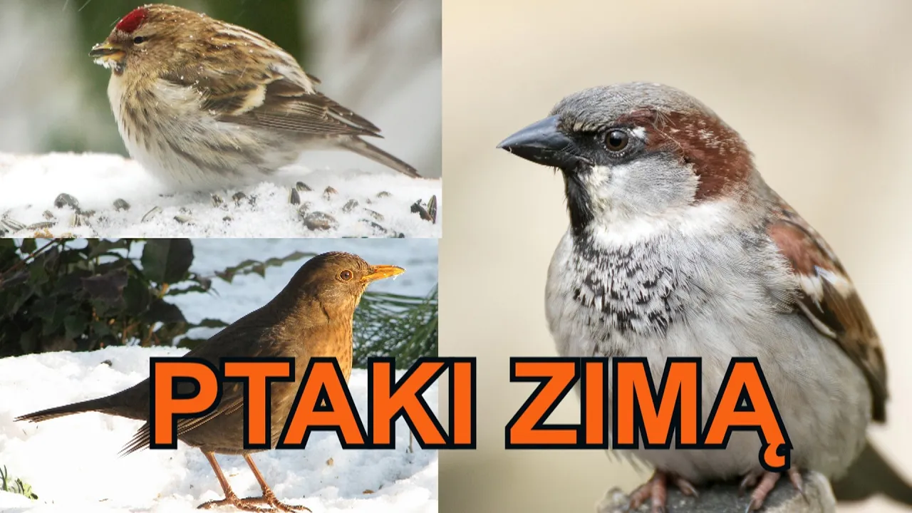 Zdjęcie Edukacyjny film o ptakach które odlatują na zimę dla dzieci
