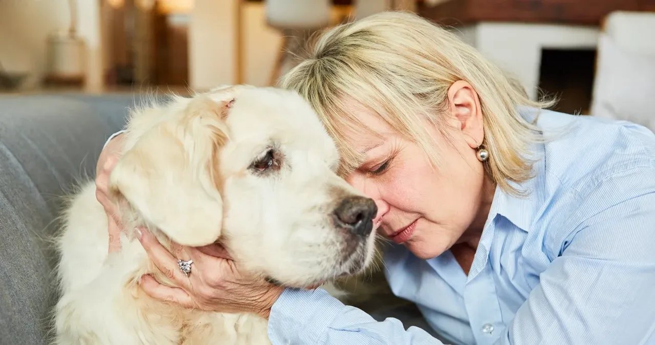 Zdjęcie Jak umiera golden retriever - najczęstsze przyczyny i objawy śmierci