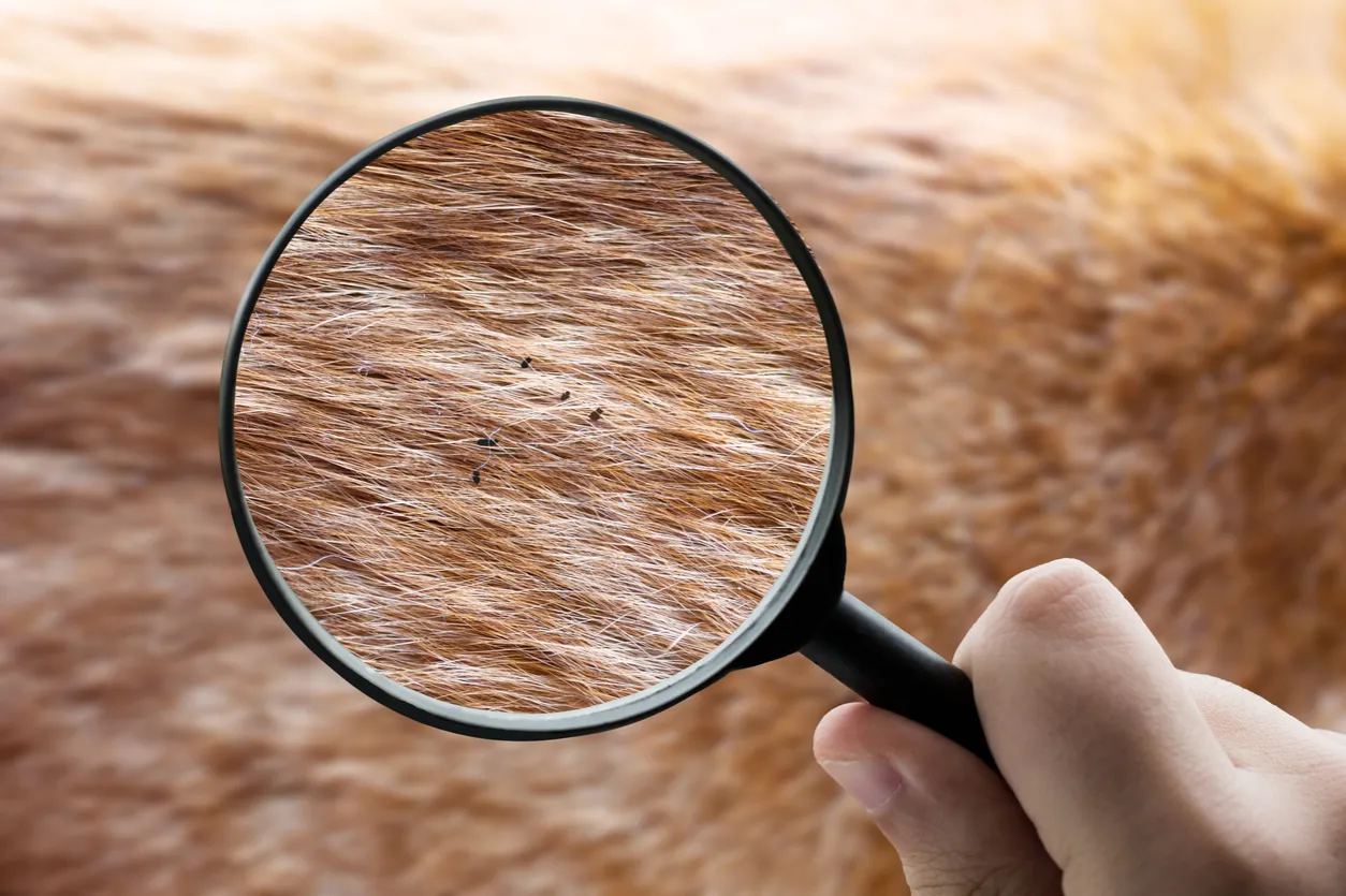 Zdjęcie Flöhe beim Hund weg bekommen: Effektive Methoden und Tipps zur Bekämpfung
