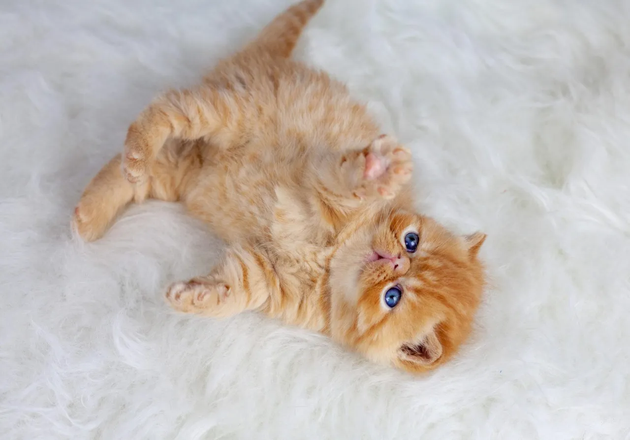 Zdjęcie Hodowle kotów afrodyty w Polsce: gdzie znaleźć zdrowe kocięta?