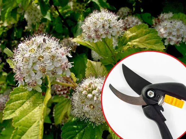 Zdjęcie Jak przycinać pęcherznicę? Poradnik dla obfitego kwitnienia!