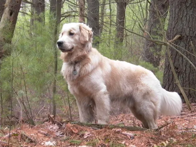 Zdjęcie Beagle czy golden retriever – która rasa psa lepiej pasuje do Ciebie?