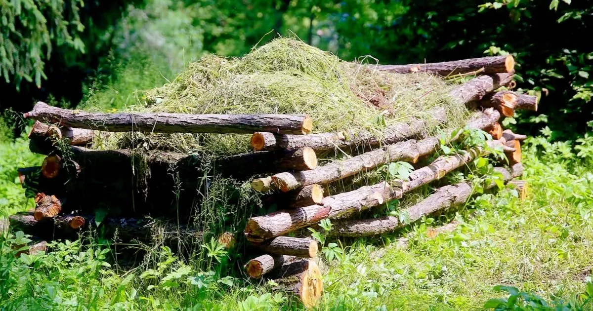 Zdjęcie Czy skoszona trawa nadaje się na kompost? Kompostowanie krok po kroku
