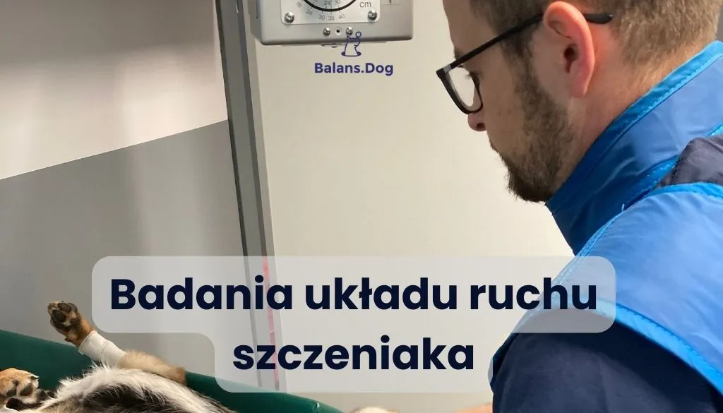 Zdjęcie Ile gotować mięso dla psa, aby było zdrowe i smaczne?