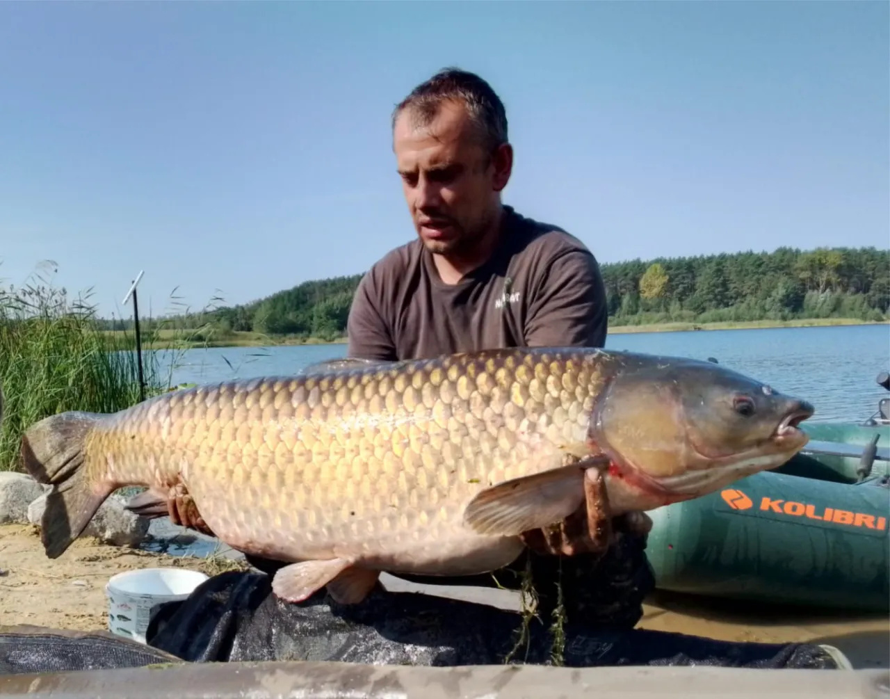 Zdjęcie Jak szybko rośnie amur? Odkryj zaskakujące tempo wzrostu tej ryby