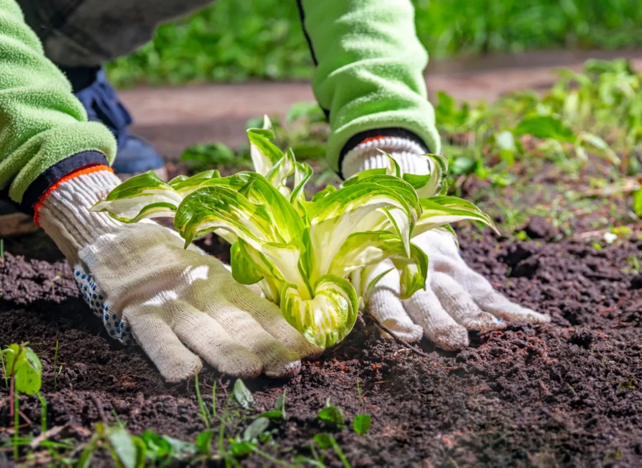 Zdjęcie Jak głęboko sadzić kłącza hosty, aby uniknąć zgnilizny korzeni?