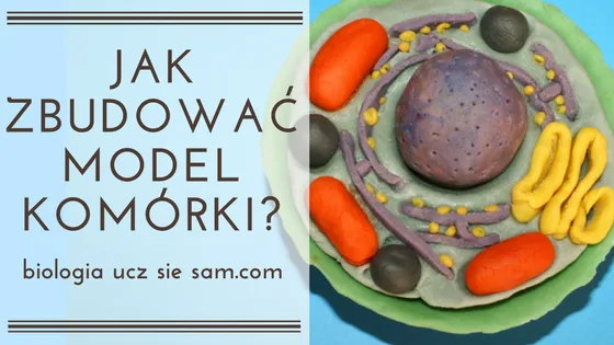 Zdjęcie Jak zrobić komórkę roślinną – proste kroki i materiały do modelu