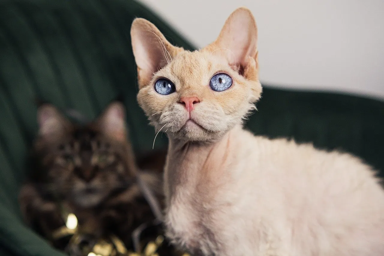 Zdjęcie Jak skutecznie zadbać o pielęgnację kota rasy Devon Rex